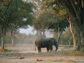 Elephant Botswan